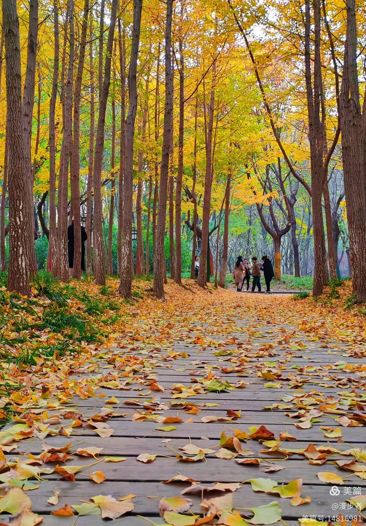 昨夜霜,飘落片片秋叶
